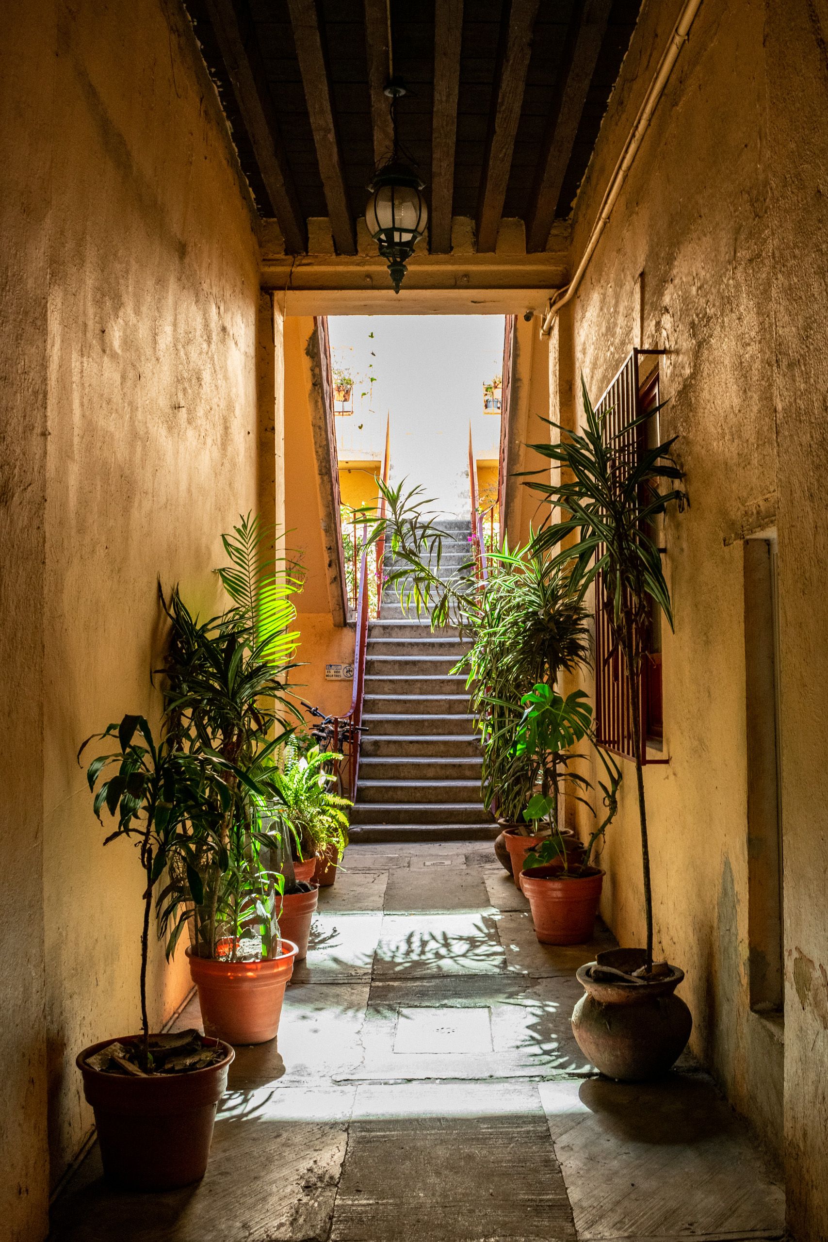 Narrow Passage with Potted Plants · Free Stock Photo