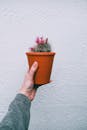 一个人把一株小仙人掌放在陶土锅里，靠在有纹理的墙壁上
