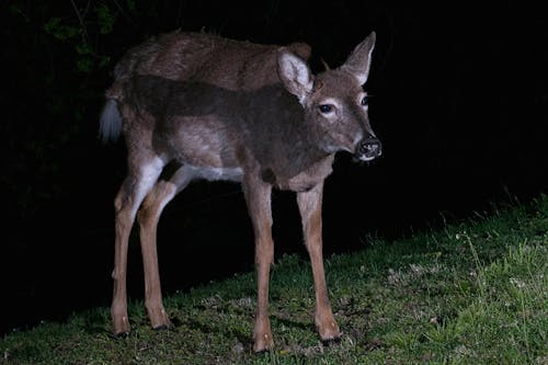Doe white-tail deer caught in the light at night.