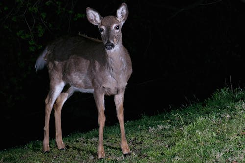 White tail doe foraging at night.