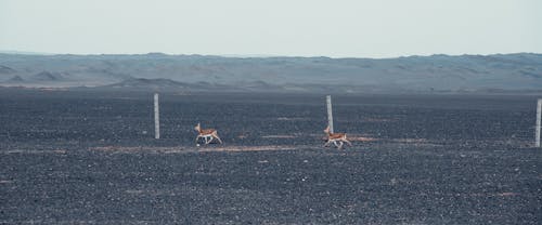 Two animals running across a barren landscape