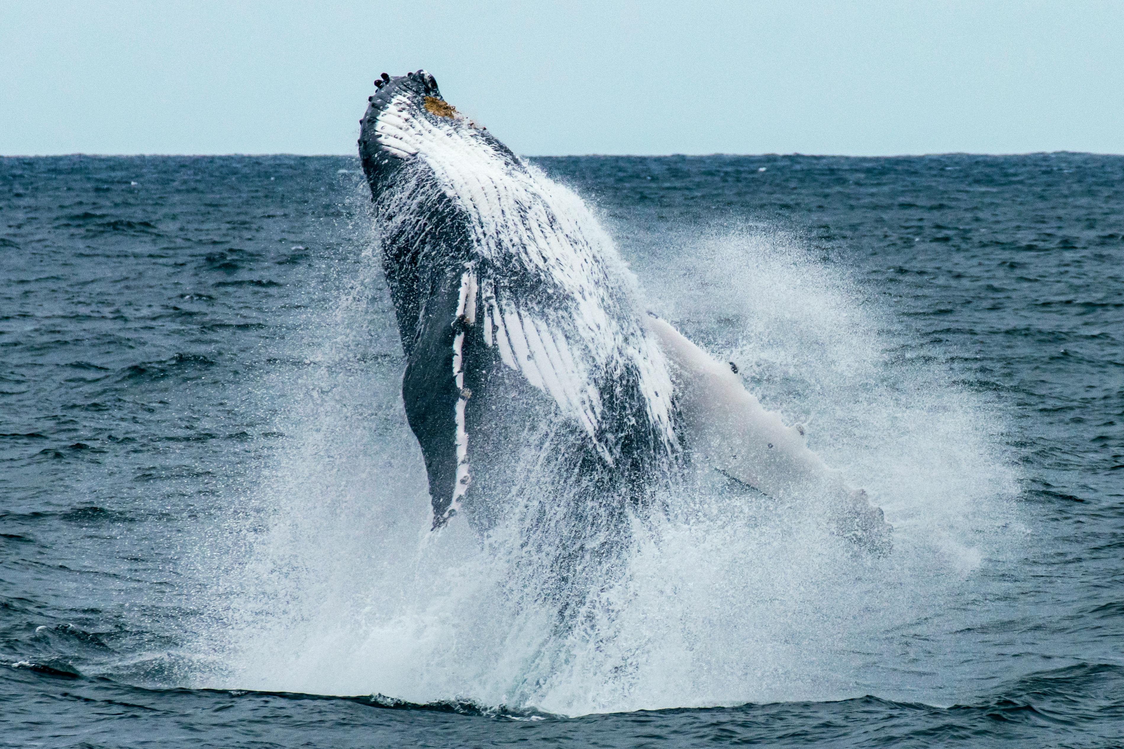 humpback whale breach