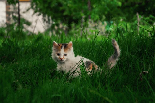 A cat sitting in the grass in front of a house