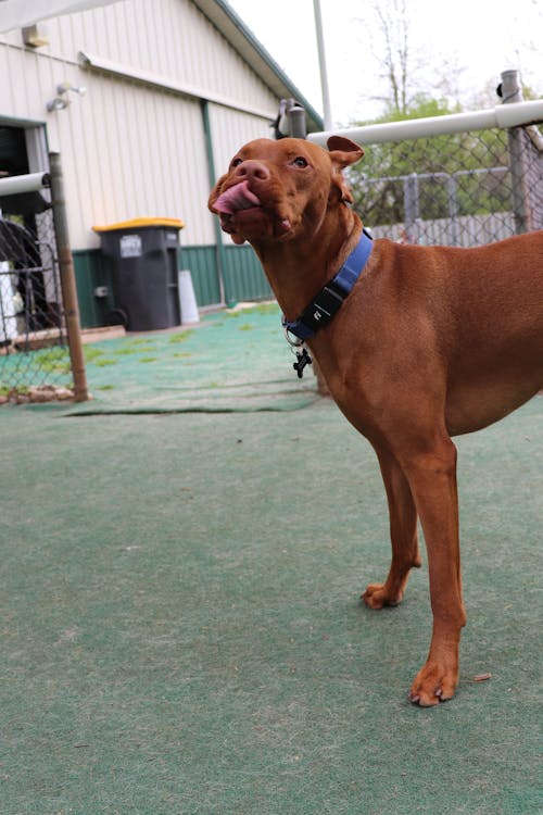 Foto profissional grátis de cachorro, cachorros, cão laranja