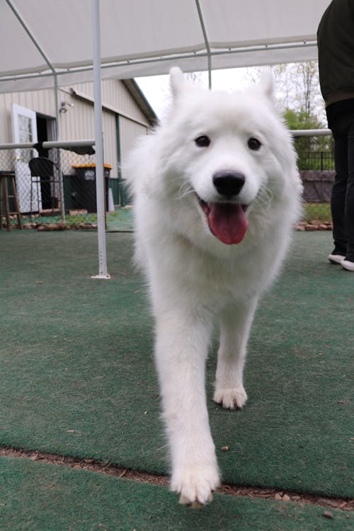 Foto profissional grátis de cachorro, cachorros, creche do cão