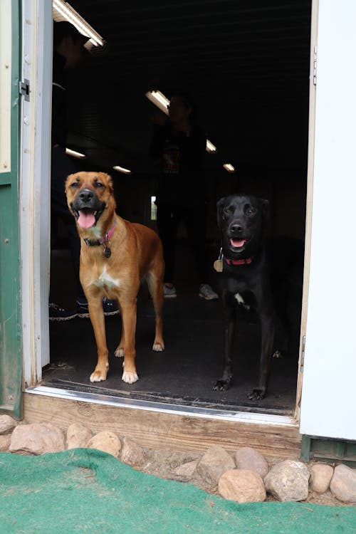 Foto profissional grátis de cachorro, cachorros, cachorros na porta