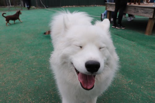 Foto profissional grátis de cachorro, cachorro feliz, cachorros