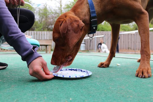 Kostnadsfri bild av födelsedagstårta, hund, hund äter tårta