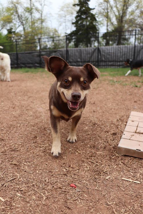 Kostnadsfri bild av brun chihuahua, chihuahua, hund