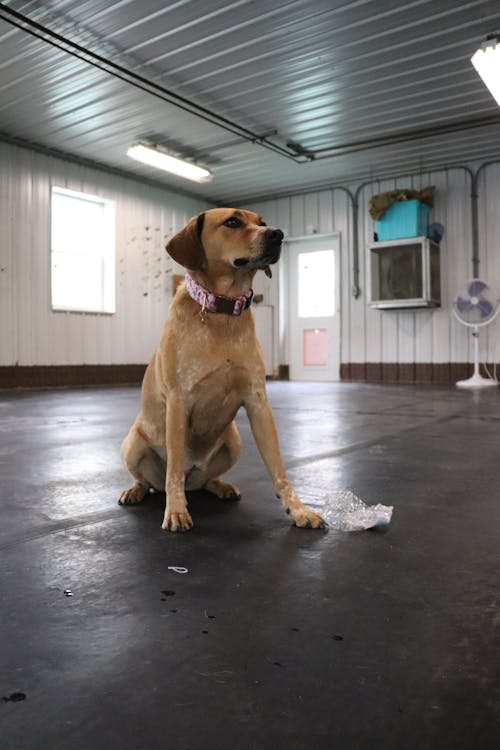 Foto profissional grátis de cachorro, cachorros, creche do cão