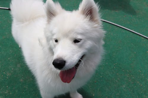 Foto profissional grátis de cachorro, cachorros, cão samoiedo