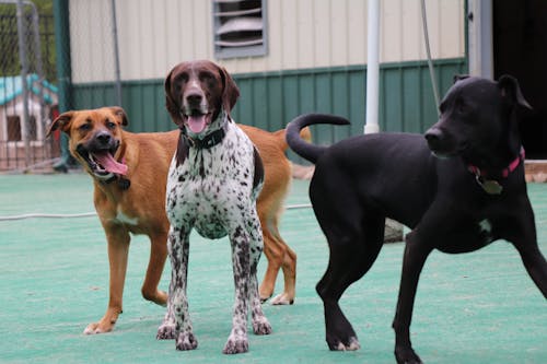 Foto profissional grátis de cachorro, cachorros, cachorros brincando