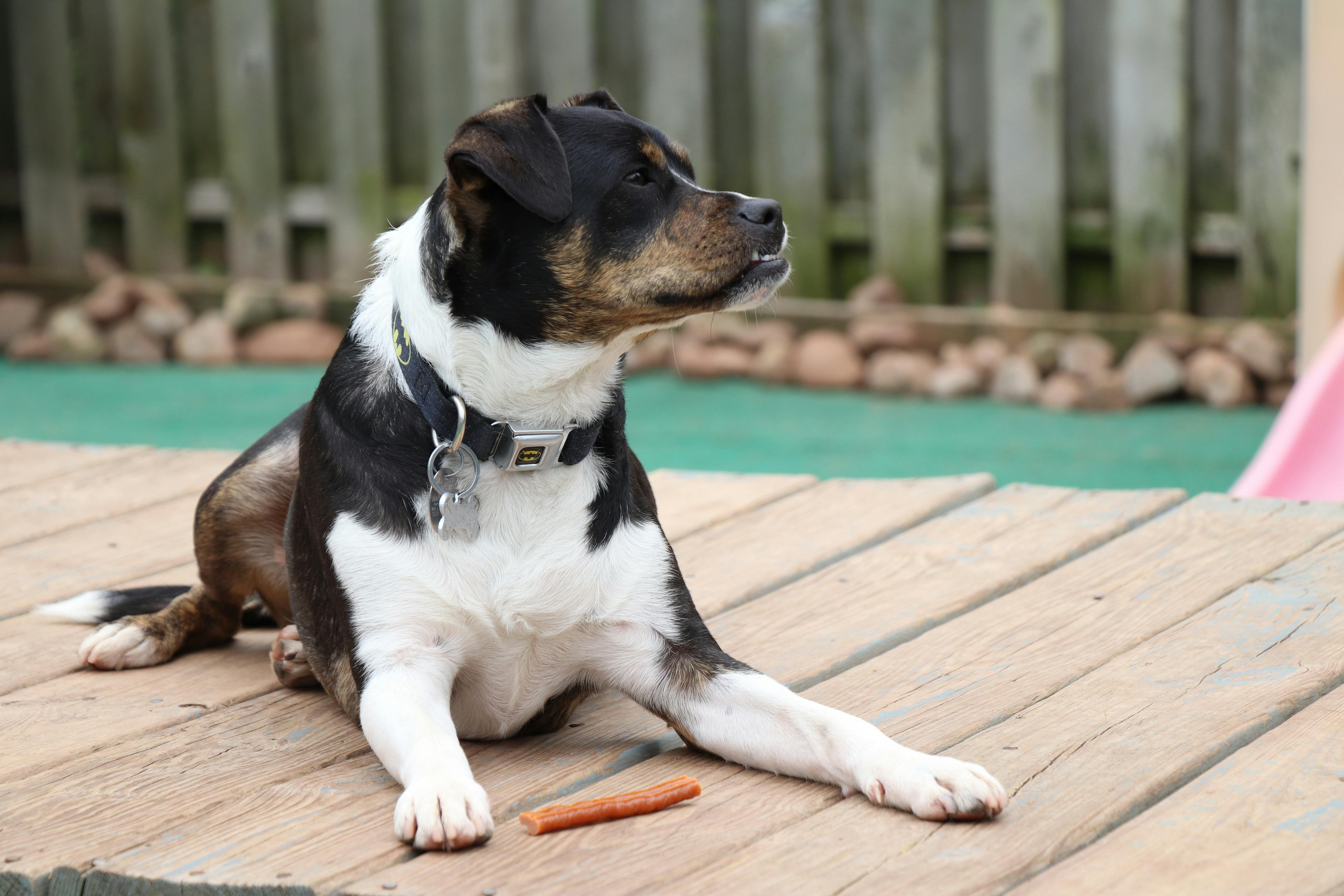 Dog Lying Down with Food