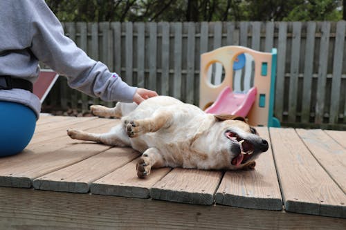 Foto profissional grátis de cachorro, cachorros, creche do cão