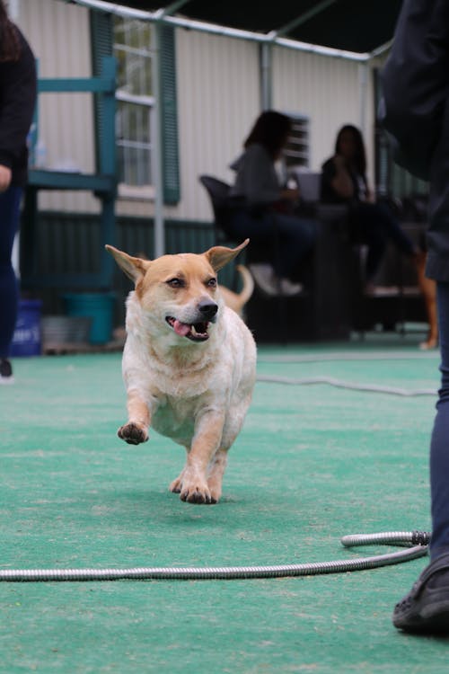 Foto profissional grátis de cachorro, cachorros, cão correndo