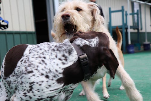 Foto profissional grátis de brincadeira, cachorro, cachorros