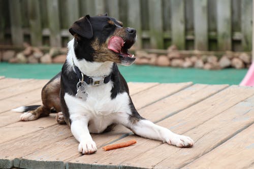 Foto profissional grátis de bocejar, bocejo de cachorro, cachorro