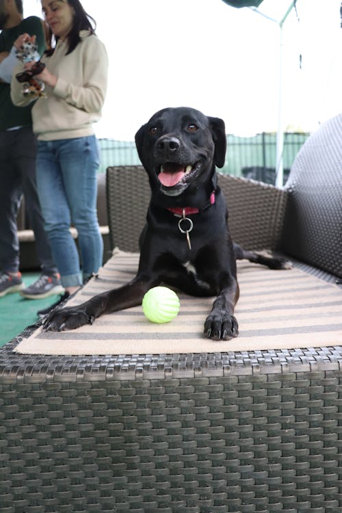 Foto profissional grátis de bola estridente, cachorro, cachorro com bola