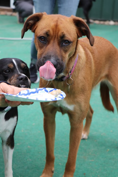 Foto profissional grátis de bolo de cachorro, cachorro, cachorro comendo bolo