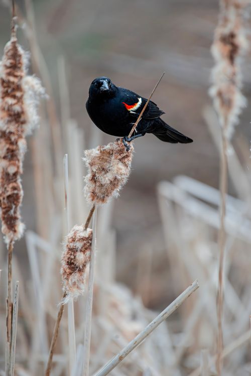 Free A red-winged blackbird perches gracefully on a cattail in a serene wetland setting. Stock Photo