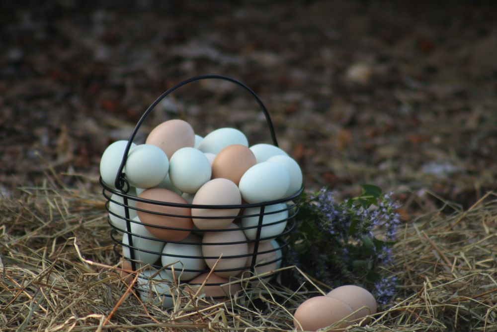 Free Range Eggs
