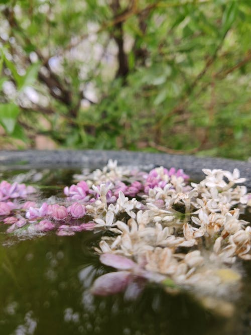 Lilac flowers in a jug of water