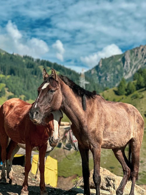 Základová fotografie zdarma na téma černý kůň, hnědé hory, hnědý kůň