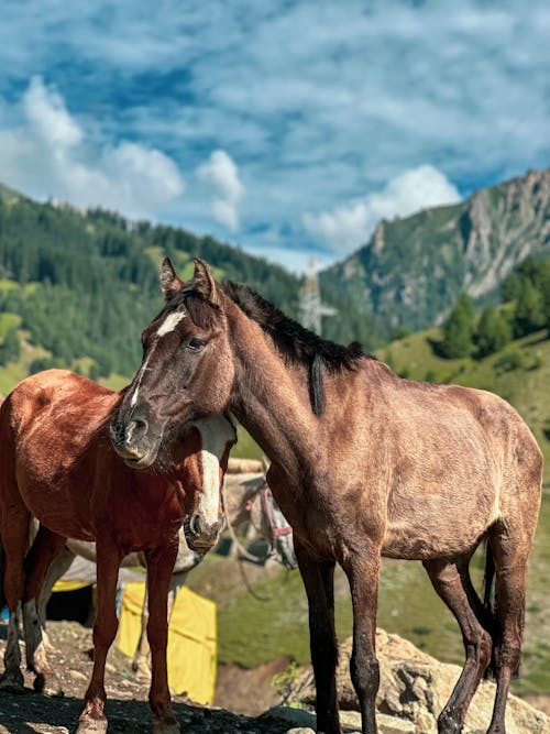 Kostenloses Stock Foto zu bergseite, braune berge, braunes pferd