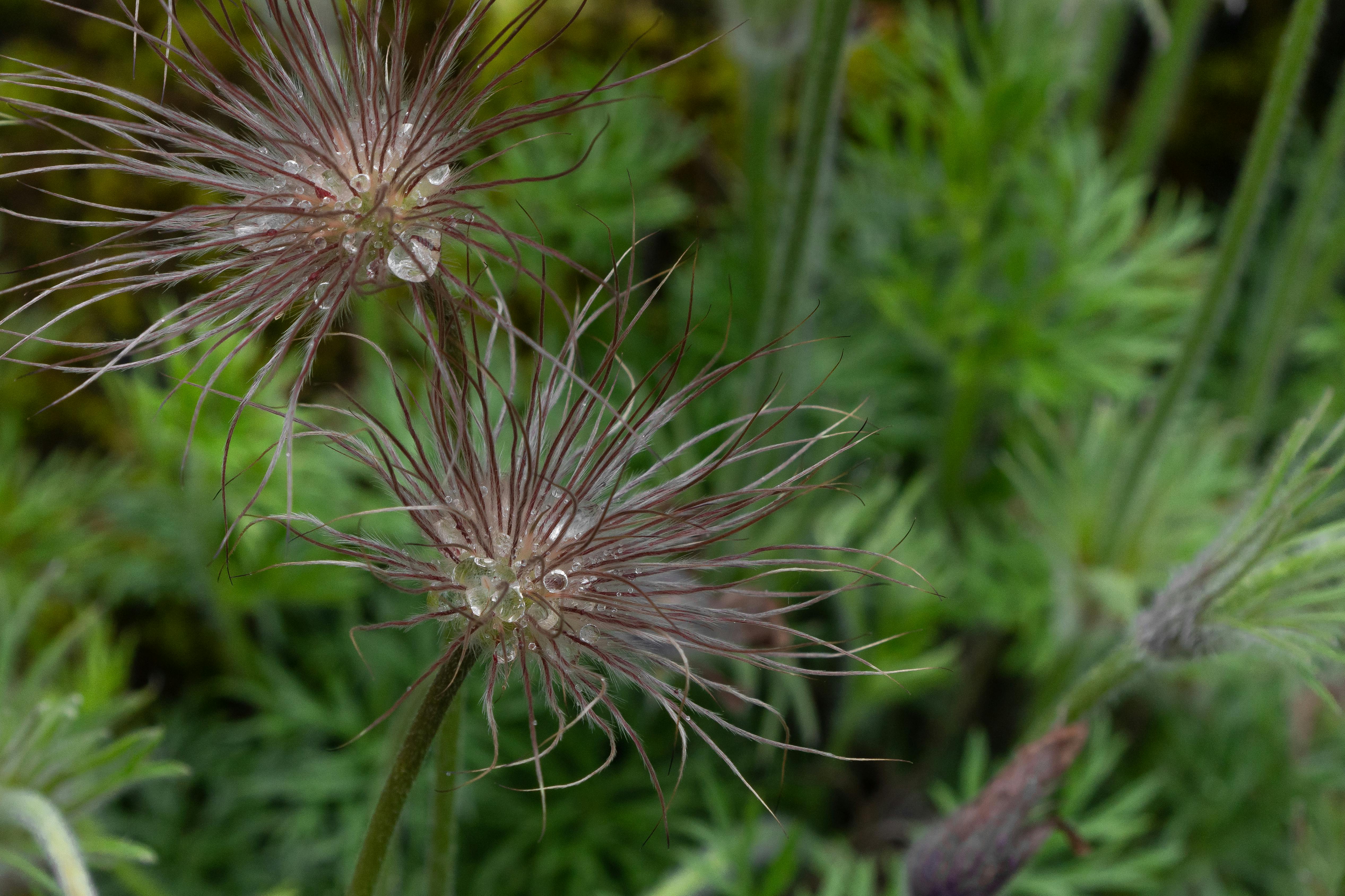 free-stock-photo-of-beauty-in-nature-beauty-of-nature-botanical