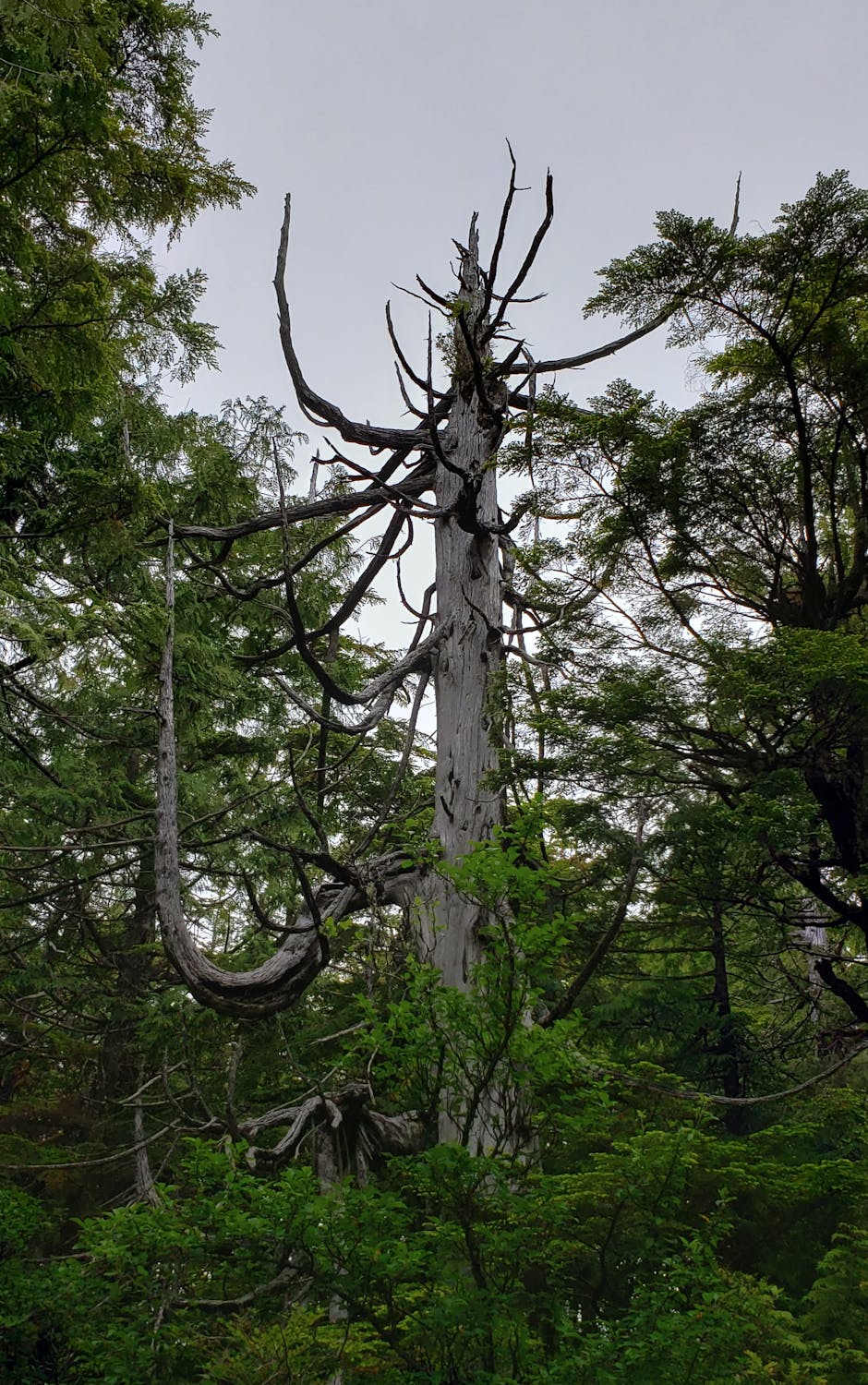Withered Tree in Forest · Free Stock Photo