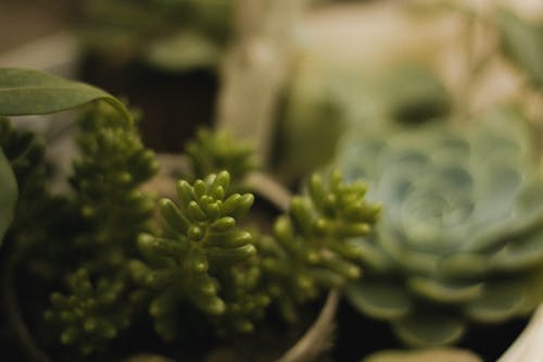 Fotos de stock gratuitas de plantas, suculenta, verde