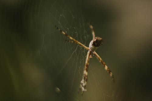 Fotos de stock gratuitas de acogedor, araña, casa