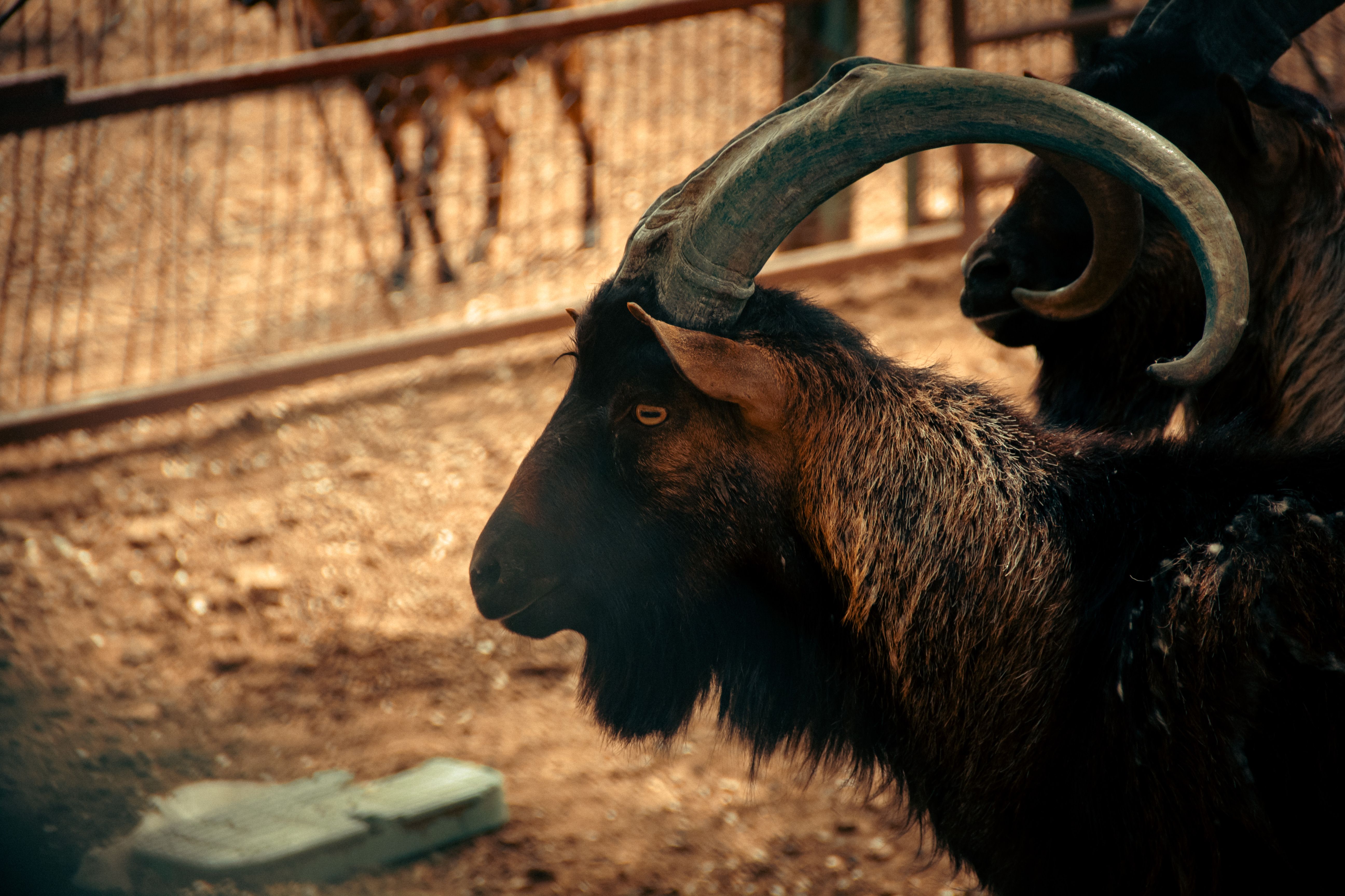 Veterinarian examining a goat during a checkup