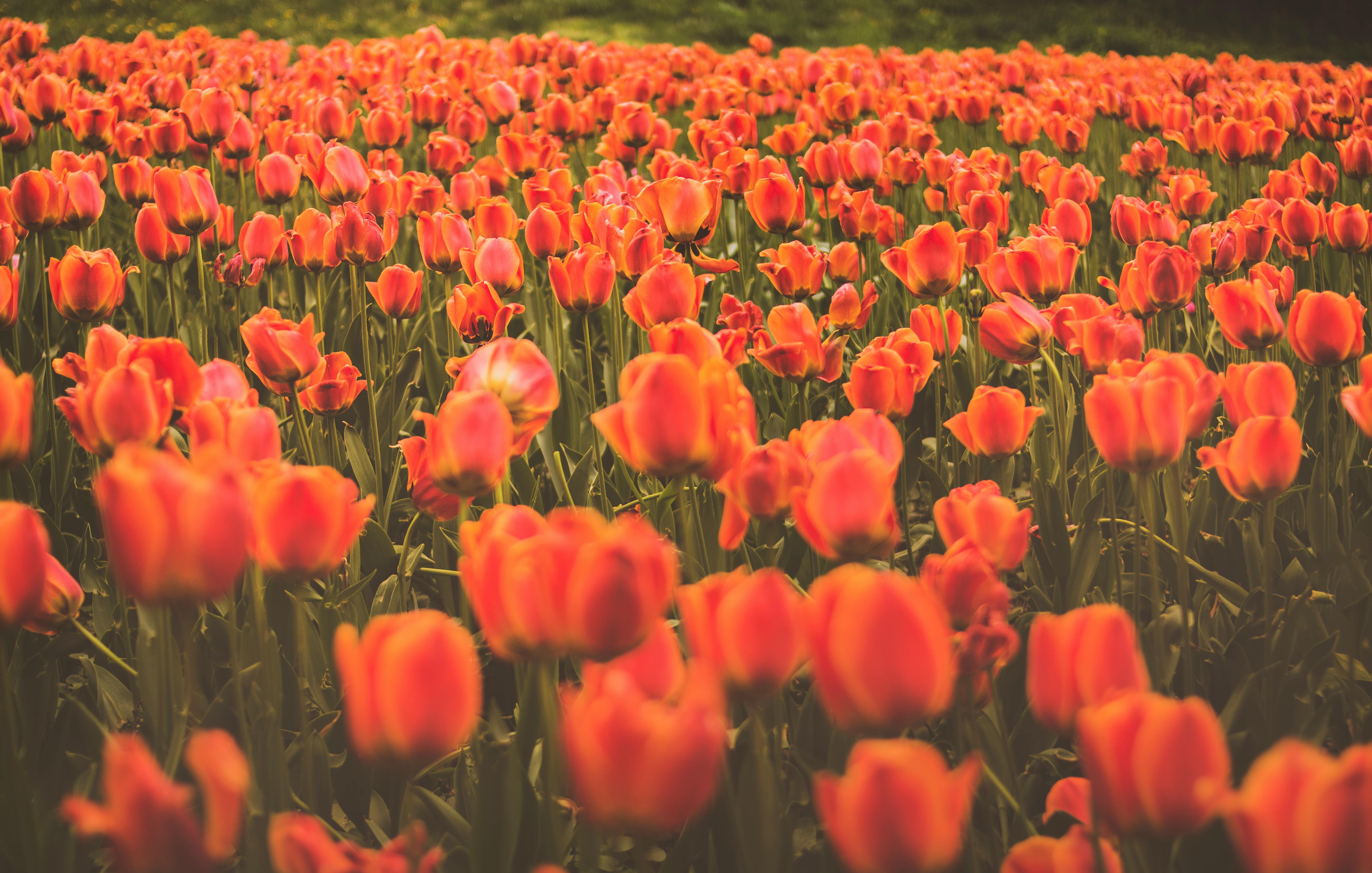 Free stock photo of red tulips, spring, tulips
