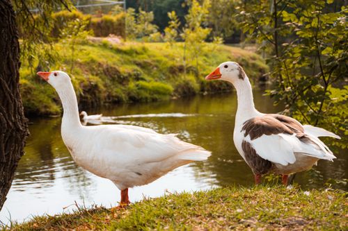Free Two geese by a riverbank in Tlaxcala, Mexico, on a sunny day, showcasing wildlife in nature. Stock Photo