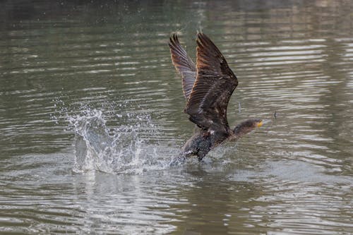 A bird is flying over a body of water