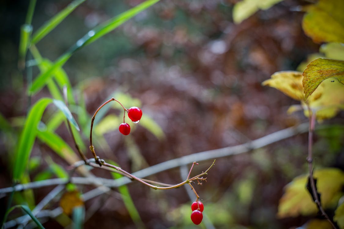 Red Round Fruits on Tree Branch