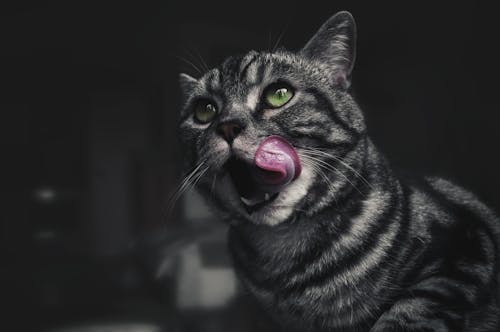 Фотография серого кота в мелком фокусе