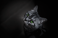 一只绿眼睛的灰猫特写肖像，背景深暗，凸显了它富有表情的凝视