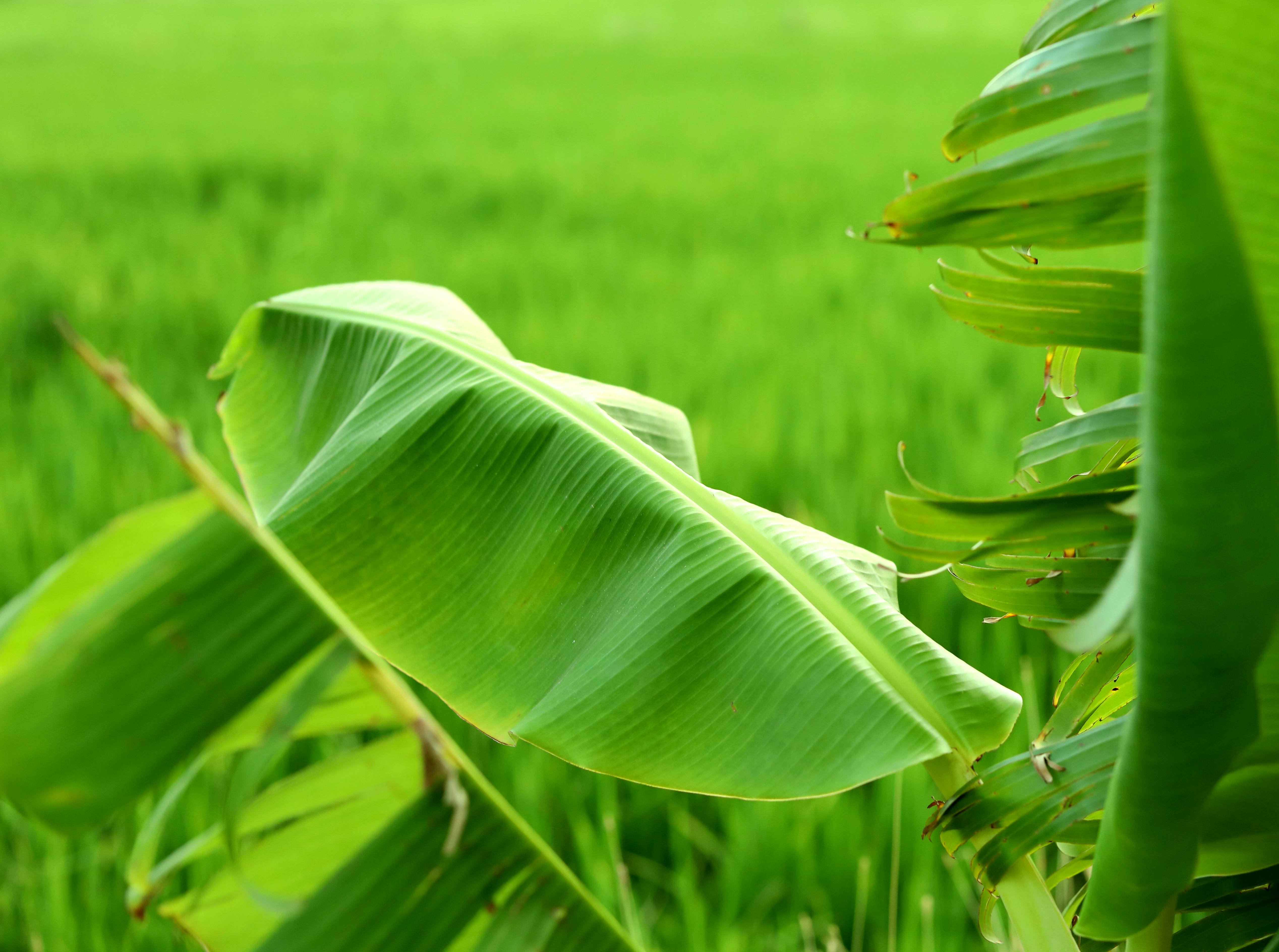 Free Stock Photo Of Nature Good Morning Green