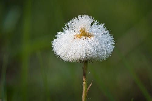 Бесплатное стоковое фото с asteracea, в траве, весенний цветок