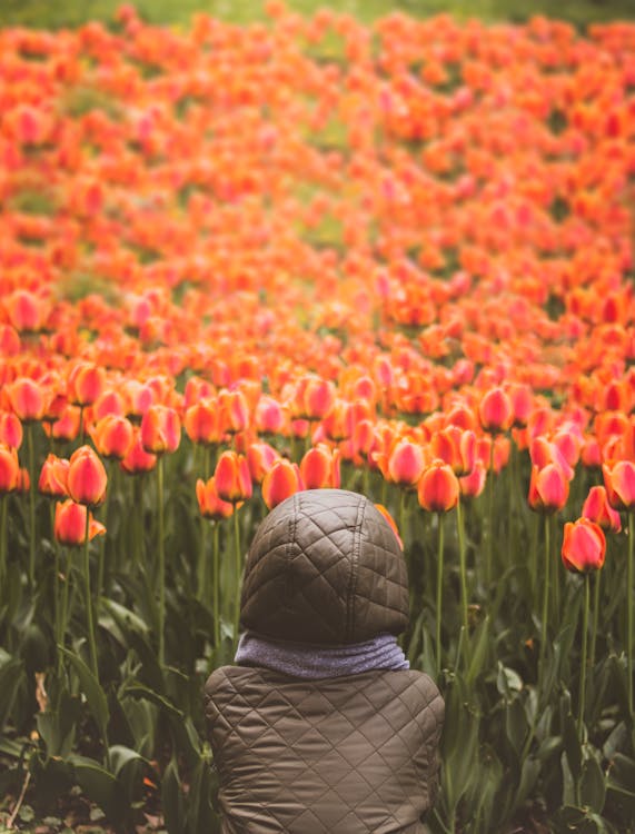 Person Sitting in Front of Tulips Flower Garden