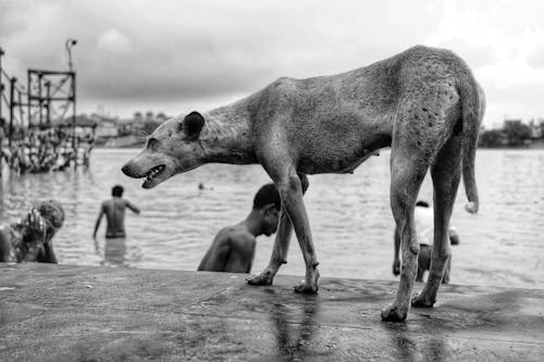 Foto stok gratis air, anjing, binatang