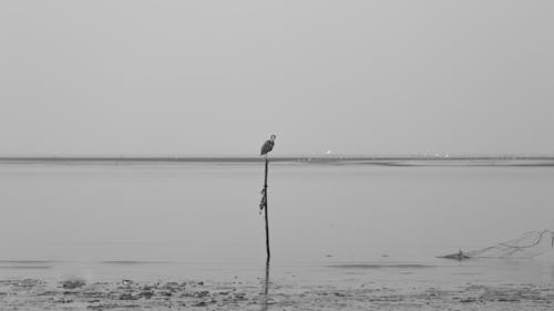 Bird seating on wooden pole in the seashore.