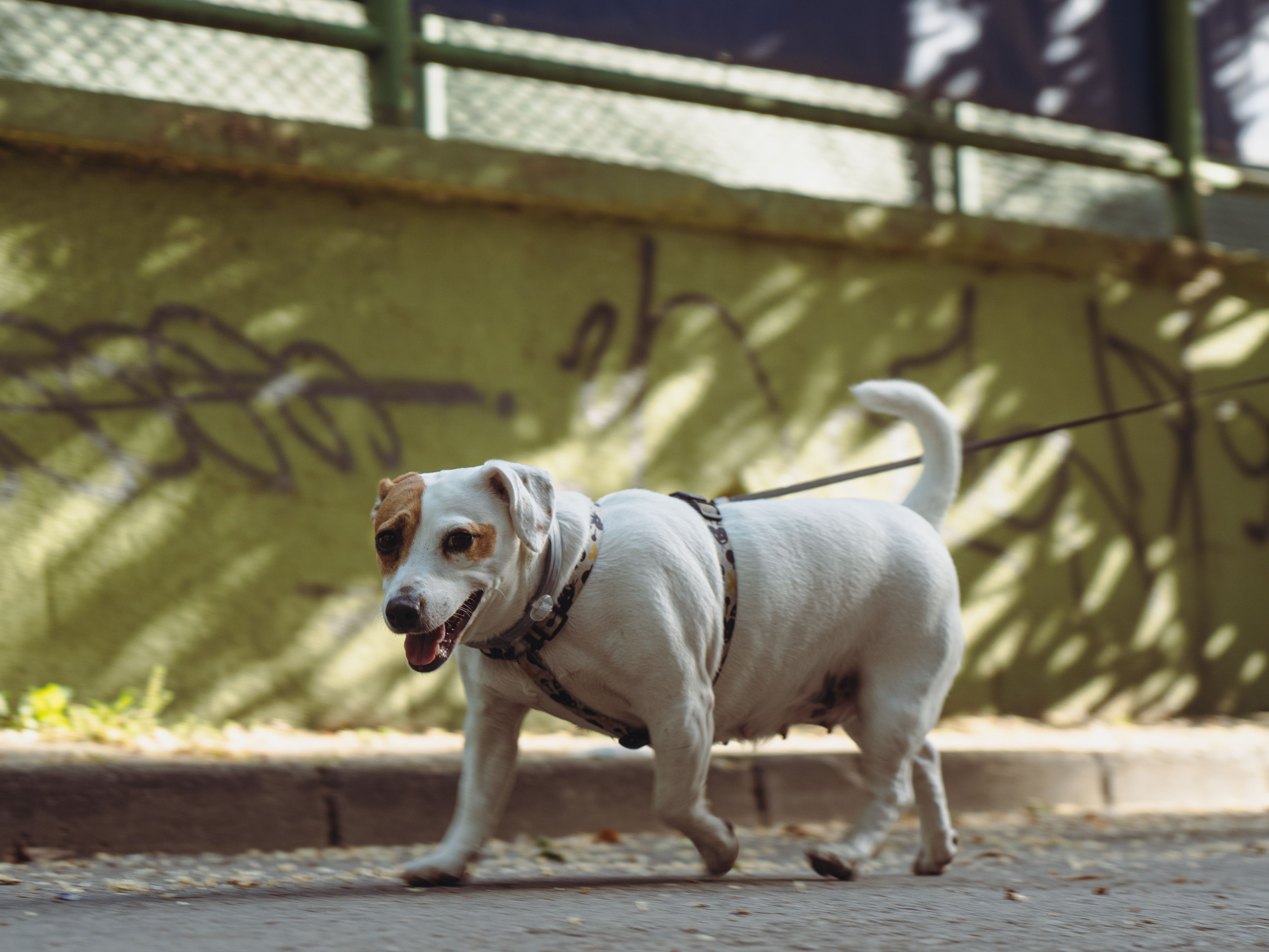 A playful Jack Russell Terrier on a leash enjoying a sunny day walk in the city.