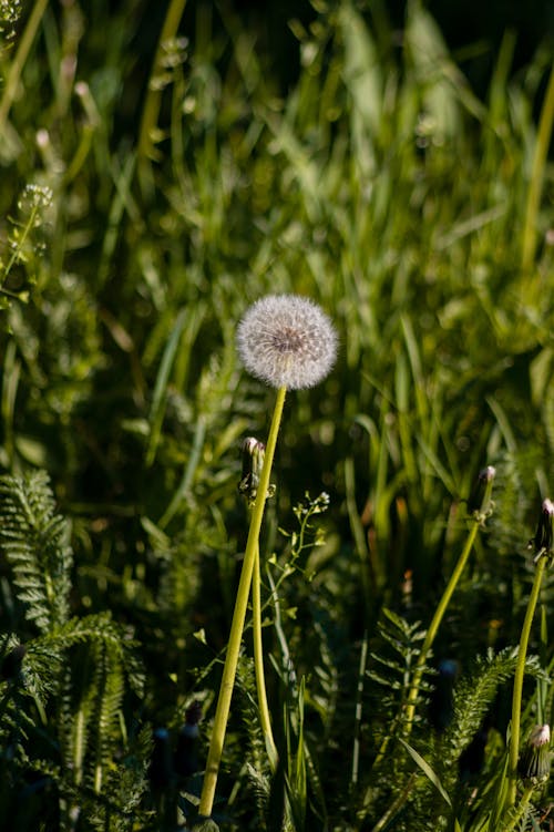 A dandelion is in the middle of a field