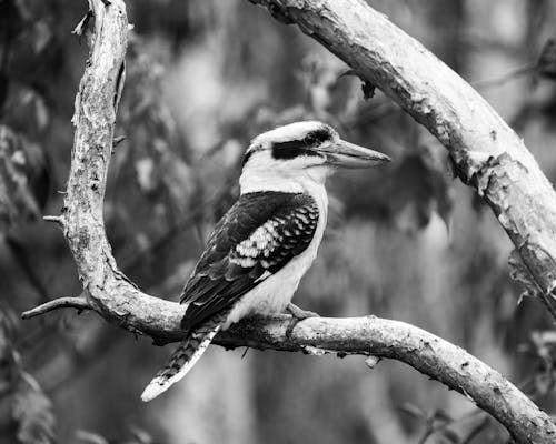 Black and white photo of a kooka sitting on a tree branch