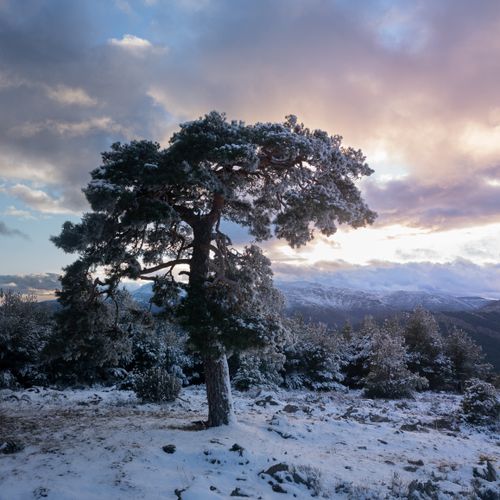 Free A lone tree stands in a snowy winter forest at sunset, capturing serene natural beauty. Stock Photo