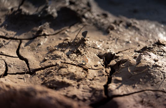 A delicate butterfly rests on dry, cracked mud under sunlight, highlighting the beauty in parched nature.