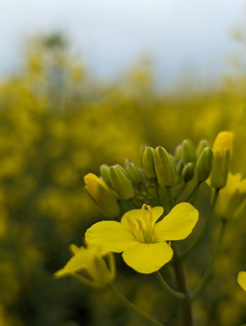 Kostenloses Stock Foto zu flora, makro-foto, nutzpflanze